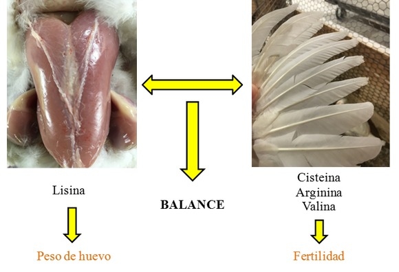 Como mejorar la fertilidad y nacimientos en Reproductoras de pollos de carne - Image 5