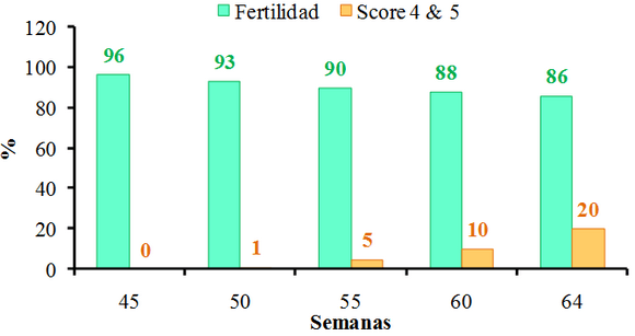Como mejorar la fertilidad y nacimientos en Reproductoras de pollos de carne - Image 4