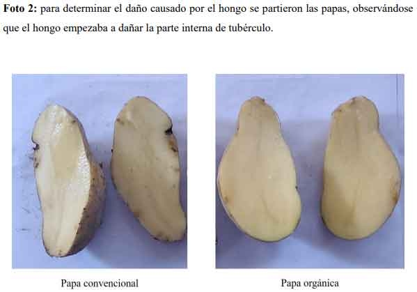 Bioproductos para el manejo sustentable de papa - Image 6