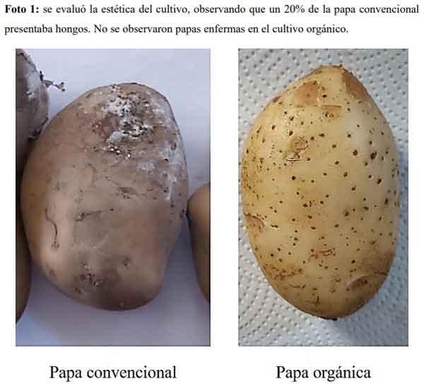Bioproductos para el manejo sustentable de papa - Image 5