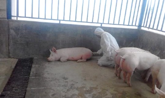 Consideraciones para reposición de hembras de auto reemplazo, en una granja positiva a virus de síndrome reproductivo y respiratorio porcino (PRRS) - Image 1