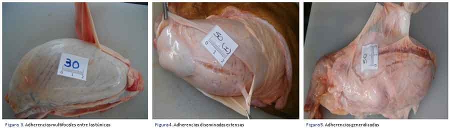 Adherencias en la túnica vaginal testicular en toros - Image 5