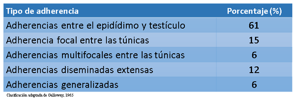 Adherencias en la túnica vaginal testicular en toros - Image 3