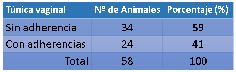 Adherencias en la túnica vaginal testicular en toros - Image 1