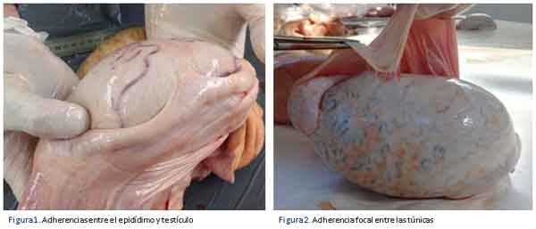 Adherencias en la túnica vaginal testicular en toros - Image 4