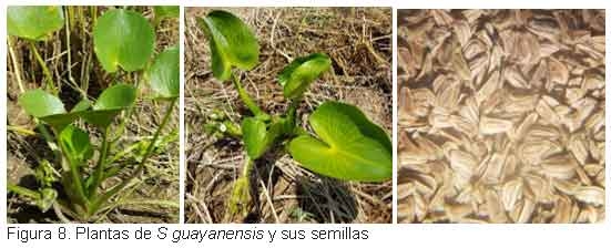 Nuevas especies de malezas compiten con el cultivo del arroz, en el Departamento Norte de Santander, Colombia. - Image 10