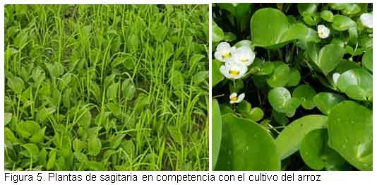 Nuevas especies de malezas compiten con el cultivo del arroz, en el Departamento Norte de Santander, Colombia. - Image 6