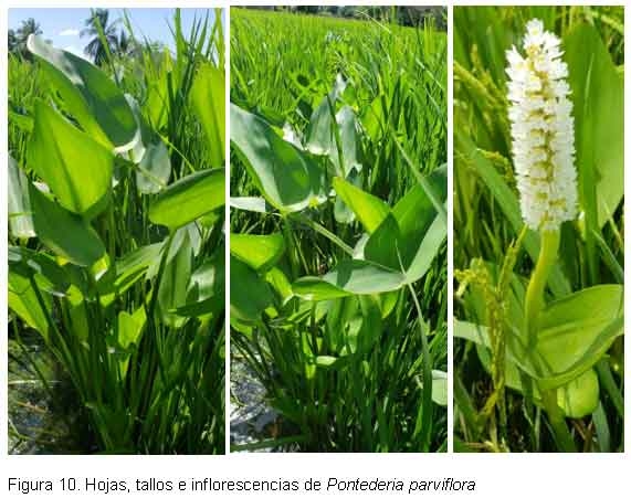 Nuevas especies de malezas compiten con el cultivo del arroz, en el Departamento Norte de Santander, Colombia. - Image 13