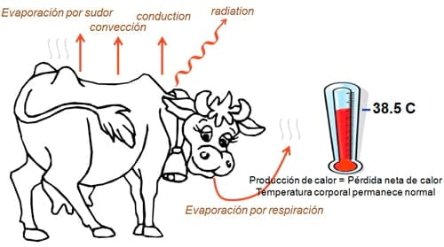 Estrategias para mejorar las respuestas termoreguladoras y reproductivas/ productivas bajo periodos estacionales de estrés por calor - Image 5