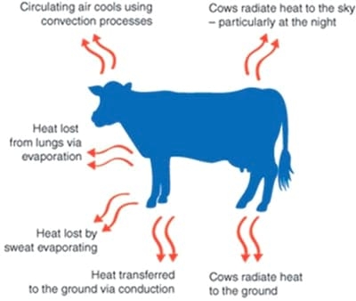 Estrategias para mejorar las respuestas termoreguladoras y reproductivas/ productivas bajo periodos estacionales de estrés por calor - Image 4