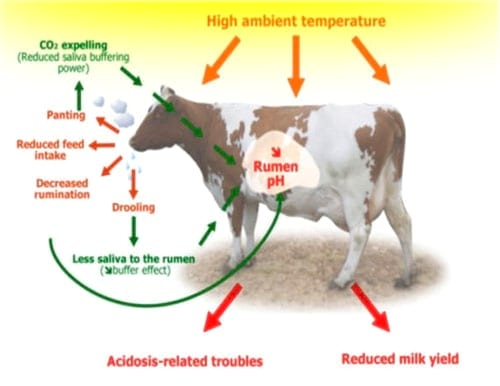Estrategias para mejorar las respuestas termoreguladoras y reproductivas/ productivas bajo periodos estacionales de estrés por calor - Image 45