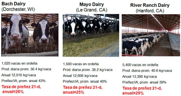 Estrategias para mejorar las respuestas termoreguladoras y reproductivas/ productivas bajo periodos estacionales de estrés por calor - Image 32