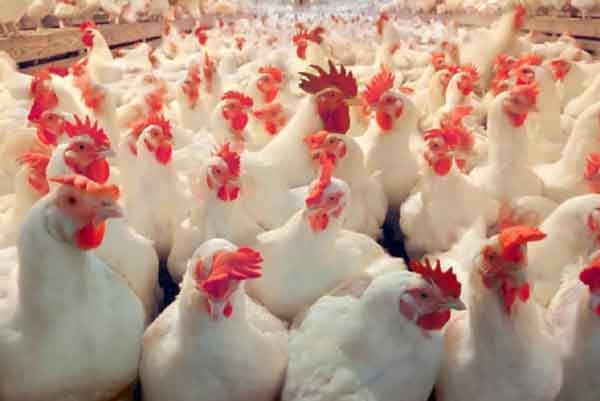 Consecuencias directas del estrés por calor en aves - Image 1