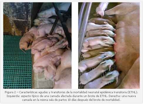 Mortalidad neonatal epidémica transitoria y el Senecavirus A - Image 2