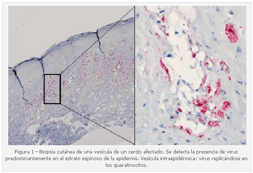 Mortalidad neonatal epidémica transitoria y el Senecavirus A - Image 1