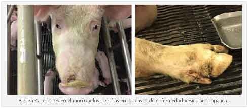 Mortalidad neonatal epidémica transitoria y el Senecavirus A - Image 4