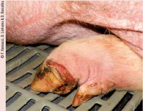 El Senecavirus A en Estados Unidos - Image 2