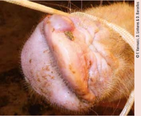 El Senecavirus A en Estados Unidos - Image 1