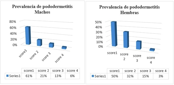 Estudio del bienestar animal mediante el analisis de pododermatitis en pollos de carne tipo broiler en Cantón Patate - Ecuador - Image 16