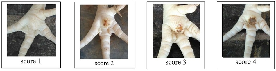 Estudio del bienestar animal mediante el analisis de pododermatitis en pollos de carne tipo broiler en Cantón Patate - Ecuador - Image 6