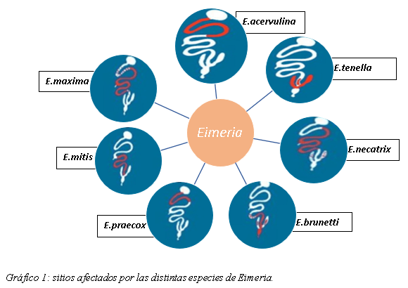Resistencia a los coccidiostatos, nuevas estrategias de control - Image 1