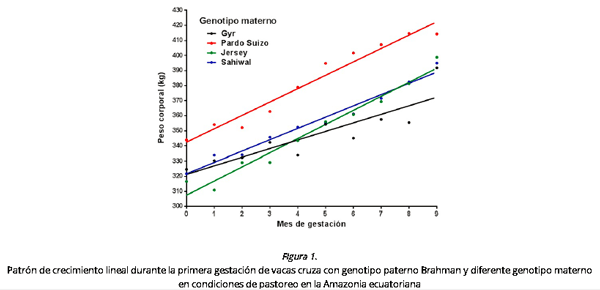 Patrón de crecimiento durante la primera gestación de vaquillonas cruza con padre Brahman y diferente genotipo materno - Image 5