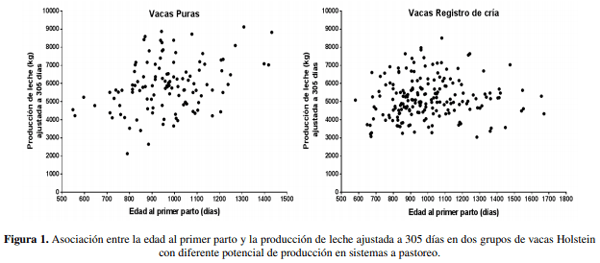 Edad al primer parto e indicadores de eficiencia en vacas lecheras con diferente potencialidad productividad en sistemas a pastoreo - Image 6