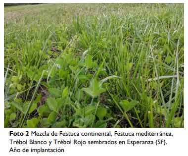 Mezclas forrajeras: ¿Qué hacemos donde no hacemos alfalfa? - Image 5