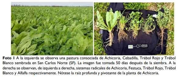 Mezclas forrajeras: ¿Qué hacemos donde no hacemos alfalfa? - Image 4