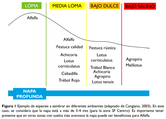 Mezclas forrajeras: ¿Qué hacemos donde no hacemos alfalfa? - Image 1