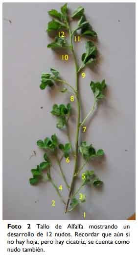 Brechas productivas en Alfalfa ¿Qué necesitamos para alcanzar el potencial? - Image 7