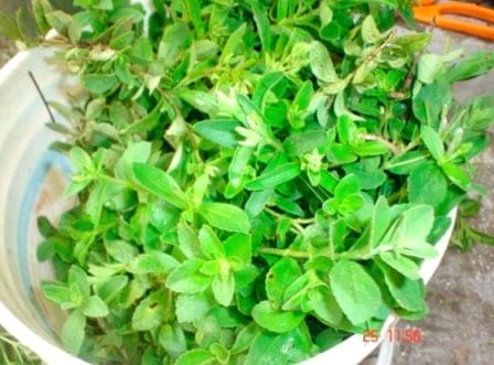Enraizamiento de Stevia (Stevia rebaudiana) con cuatro tipos de estacas en dos tipos de sustratos - Image 9