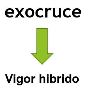Haga genetica porcina en su propia granja con eficiencia y economia - Image 8