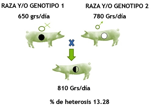 Haga genetica porcina en su propia granja con eficiencia y economia - Image 9