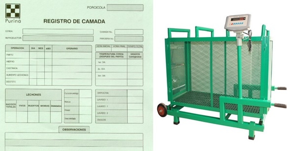 Haga genetica porcina en su propia granja con eficiencia y economia - Image 7