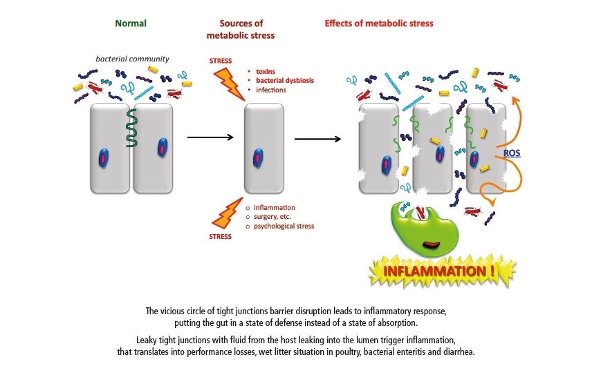 Salud intestinal y control de medicamentos - Image 1