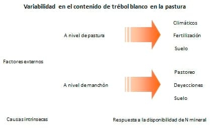 Nutrición Nitrogenada en pasturas de Festuca Alta y trébol Blanco - Image 1