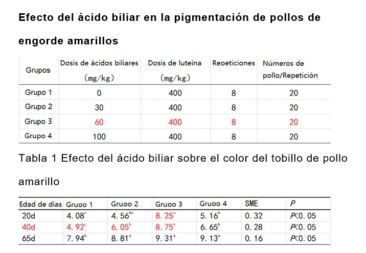 Coloración de pollos de engorde: Medidas técnicas para mejorar - Image 3