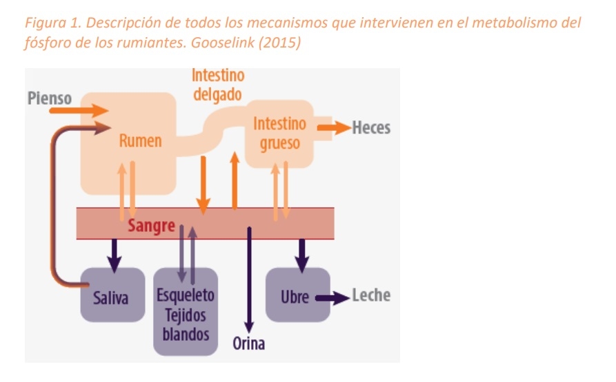 Magnesio y fósoforo: minerales clave en la nutrición del ganado - Image 3