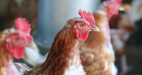 Manejo técnico de gallinas ponedoras: 10 Recomendaciones para el levante - Image 1