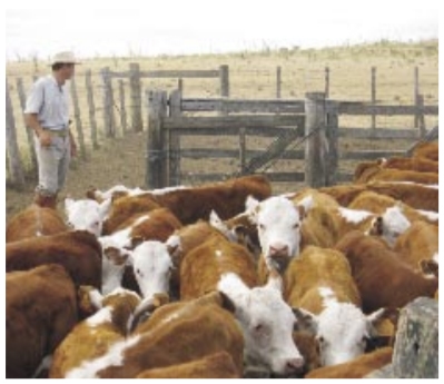 Recría e Invernada Bovina Intensiva pos Sequía: ¿Qué Recaudos se Deberían Tomar para el próximo Otoño e Invierno? - Image 7