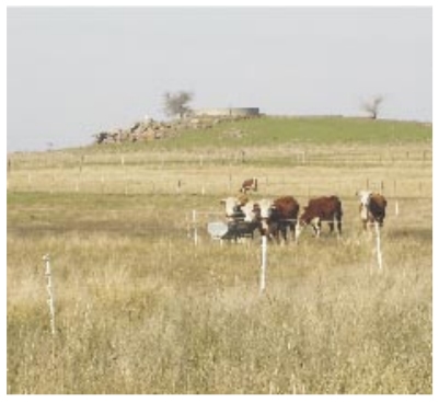 Años muy buenos, años muy malos. El rol de la suplementación en sistemas ganaderos extensivos en un contexto de alta variabilidad climática y de producción forrajera - Image 2