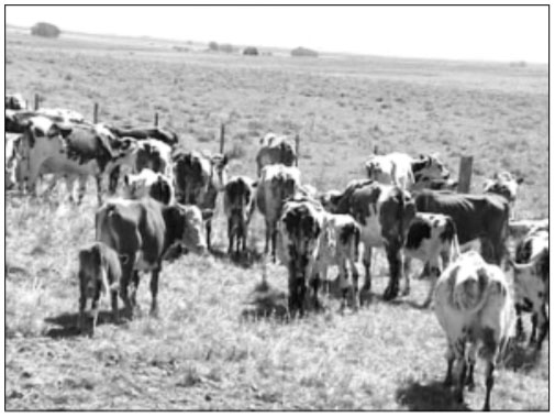 Aspectos de Manejo en Situaciones Críticas de Forraje - Image 4