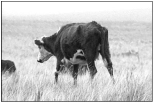 Aspectos de Manejo en Situaciones Críticas de Forraje - Image 1