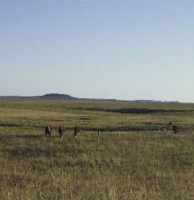 La necesidad de la suplementación invernal sobre campo natural en la recría bovina - Image 2