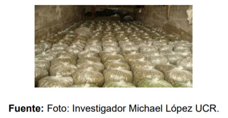  Manejo de la biomasa del cultivo de piña - Image 10