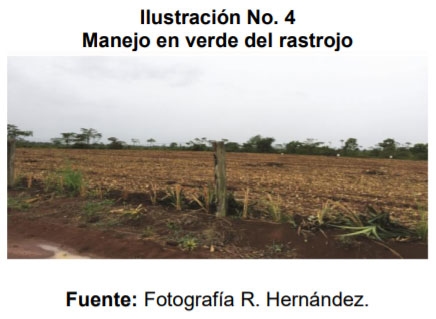  Manejo de la biomasa del cultivo de piña - Image 5