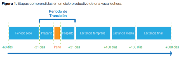 Periodo de transición: Importancia en la salud y bienestar de vacas lecheras - Image 1