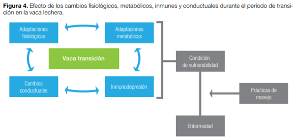 Periodo de transición: Importancia en la salud y bienestar de vacas lecheras - Image 5