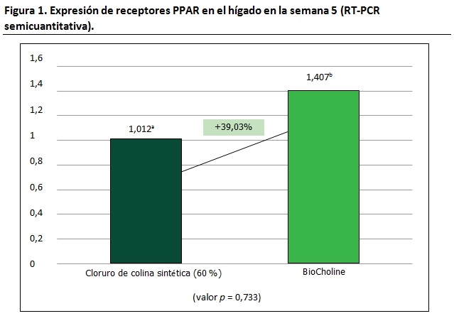 Una alternativa a la administración de colina sintética en broilers - Image 3